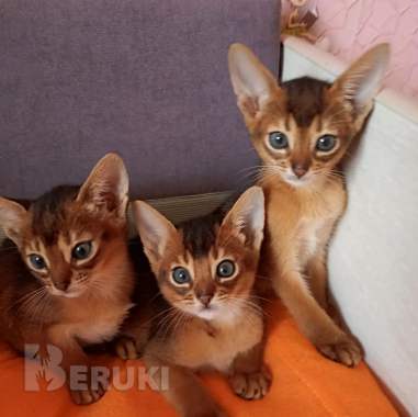 Абиссинские породистые котята