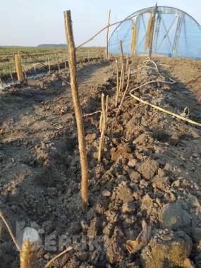 Продам саженцы фундука (недорого) 1