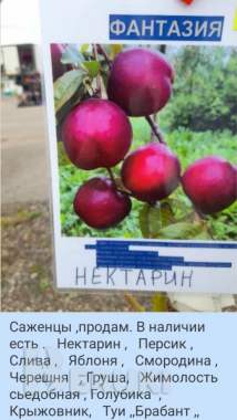 Саженцы продам 1