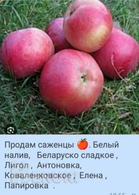 Саженцы продам 2