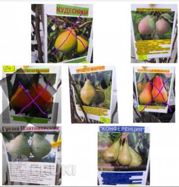 Саженцы продам 5