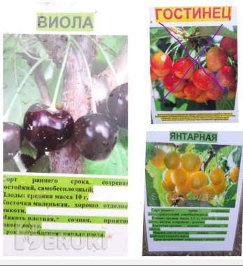 Саженцы продам 4