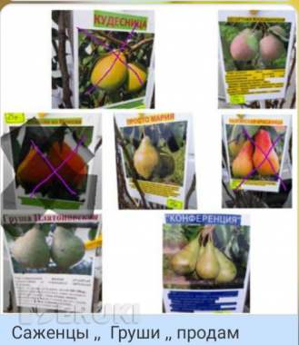 Саженцы продам 0