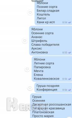 Саженцы продам 1