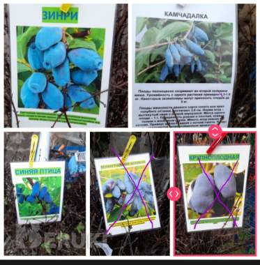 Саженцы продам 2