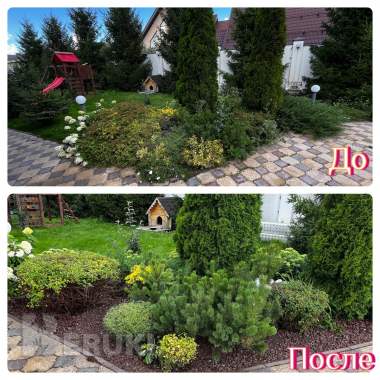 Стрижка туй. Стрижка можжевельника. 0