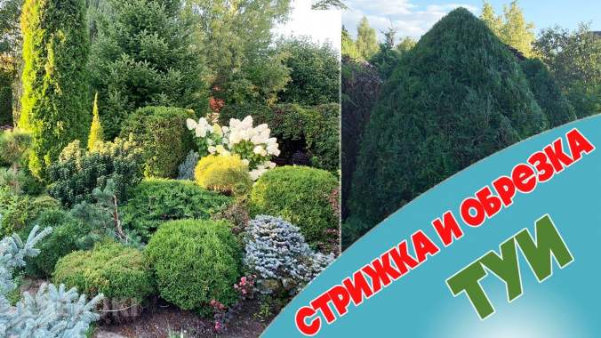 Стрижка туй. Стрижка можжевельника. 1