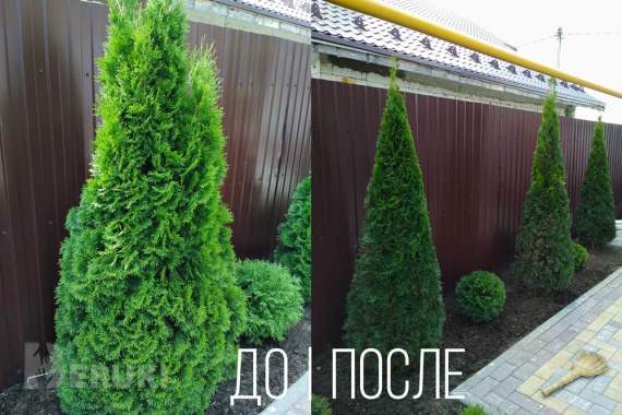 Стрижка туй. Стрижка можжевельника. 3