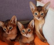 Абиссинские породистые котята