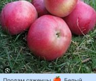 Саженцы продам