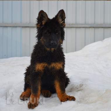 Щенки немецкой овчарки д\ш 0