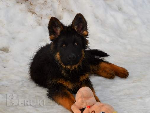 Щенки немецкой овчарки д\ш 1