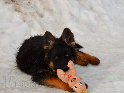 Щенки немецкой овчарки д\ш 2