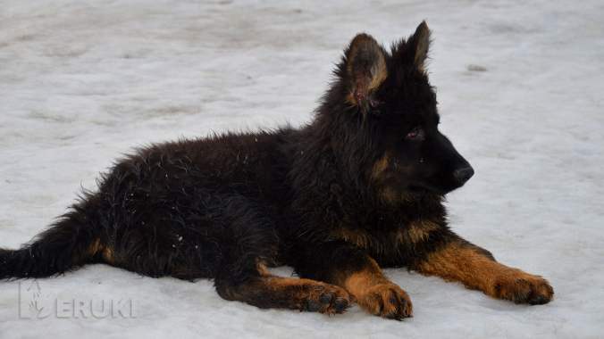 Щенки немецкой овчарки д\ш 3