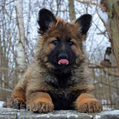 Щенки немецкой овчарки д\ш 4