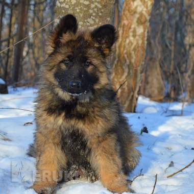 Щенки немецкой овчарки д\ш 5