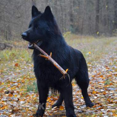 Щенки немецкой овчарки д\ш 6