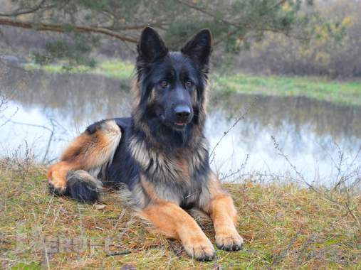 Щенки немецкой овчарки д\ш 7