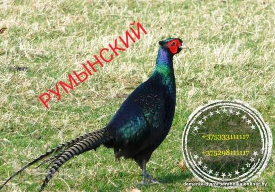 Куры. Цесарки. Фазаны. 4