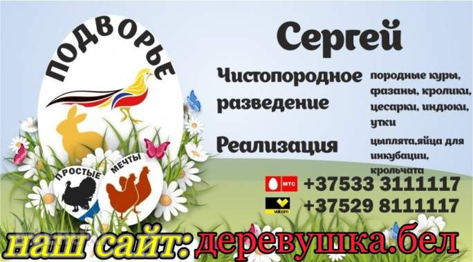 Куры. Цесарки. Фазаны. 7