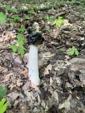 Весёлка настойка 0