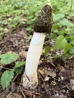 Весёлка настойка 0