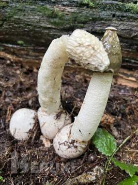 Весёлка настойка 0