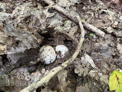 Весёлка настойка 1