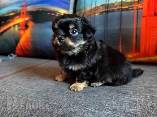 Красавчики мальчишки чихуахуа 0