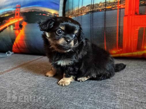 Красавчики мальчишки чихуахуа 1