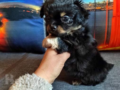 Красавчики мальчишки чихуахуа 2