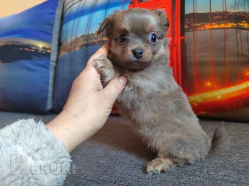 Красавчики мальчишки чихуахуа 3