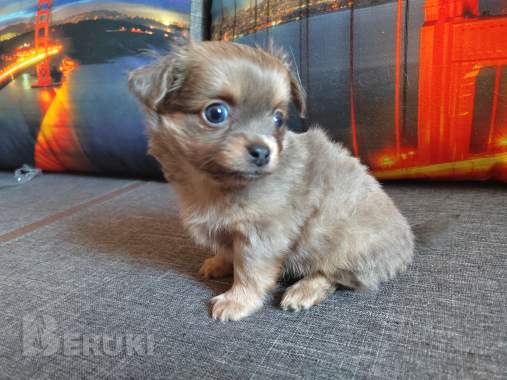 Красавчики мальчишки чихуахуа 4