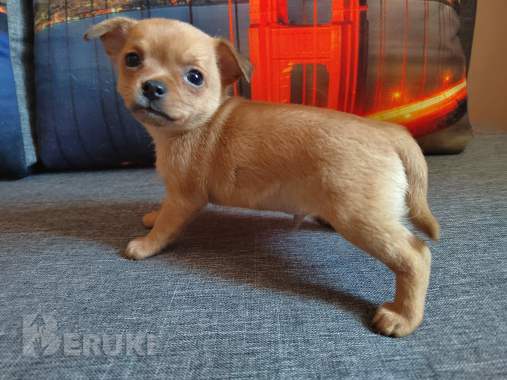 Красавчики мальчишки чихуахуа 5