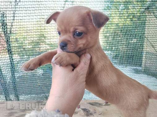 Красавчики мальчишки чихуахуа 6