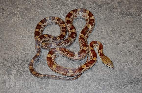 Полоз маисовый