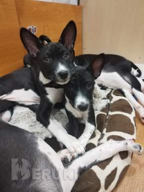 Щенки басенджи