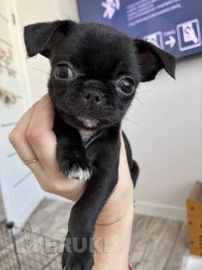 Чихуахуа щенки 0