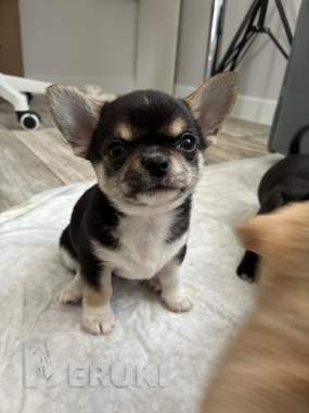 Чихуахуа щенки 1
