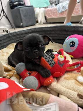 Чихуахуа щенки 2