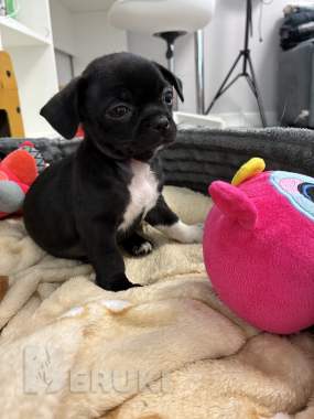 Чихуахуа щенки 3