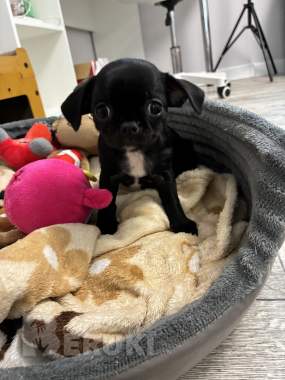 Чихуахуа щенки 4