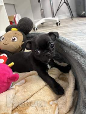 Чихуахуа щенки 5