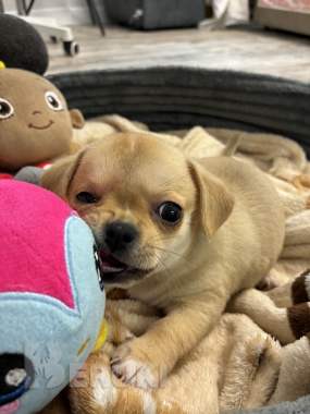 Чихуахуа щенки 6