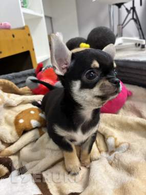 Чихуахуа щенки 7