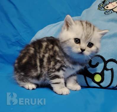 Котята мраморята. 0