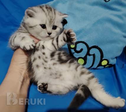 Котята мраморята. 1