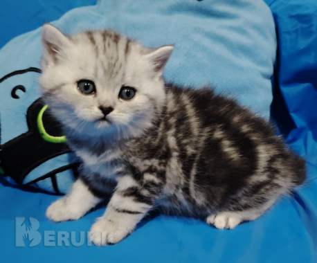 Котята мраморята. 2