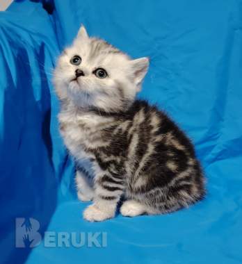 Котята мраморята. 3