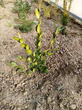 Самшит 10-12 см ростки саженцы рассада 0